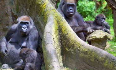 Gorilla Trekking