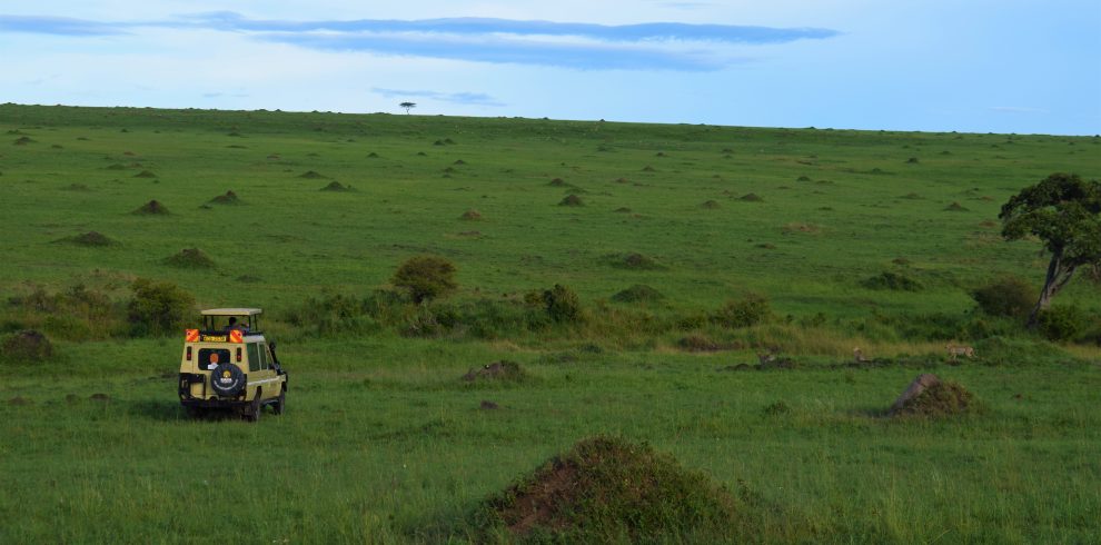 Activites – Game Drive-2