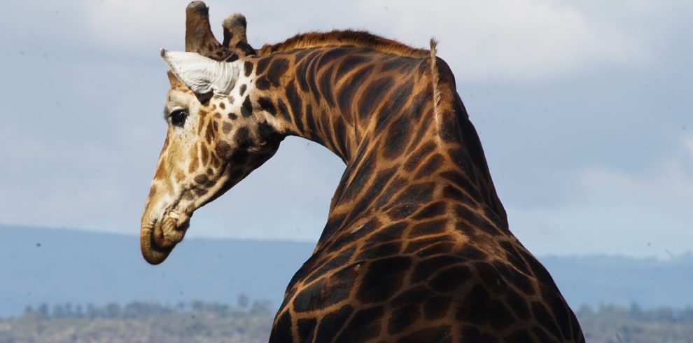 Sarova Lion Hill Game Lodge – Game Drive 52