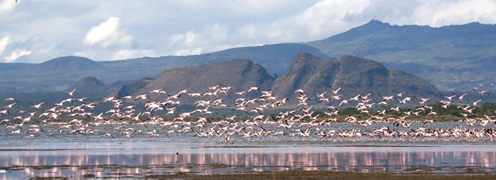 flamingosflying2